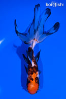 6.25" CALICO WATONAI GOLDFISH