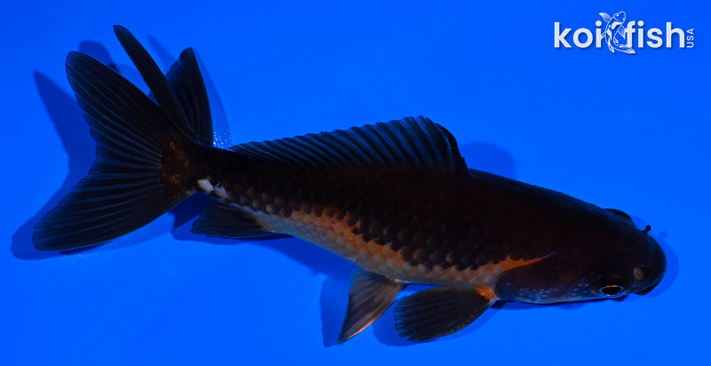 4.25" WAKIN GOLDFISH