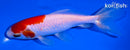 5.75" SARASA WAKIN GOLDFISH