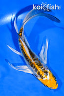 5.5" DOITSU KUJAKU BUTTERFLY