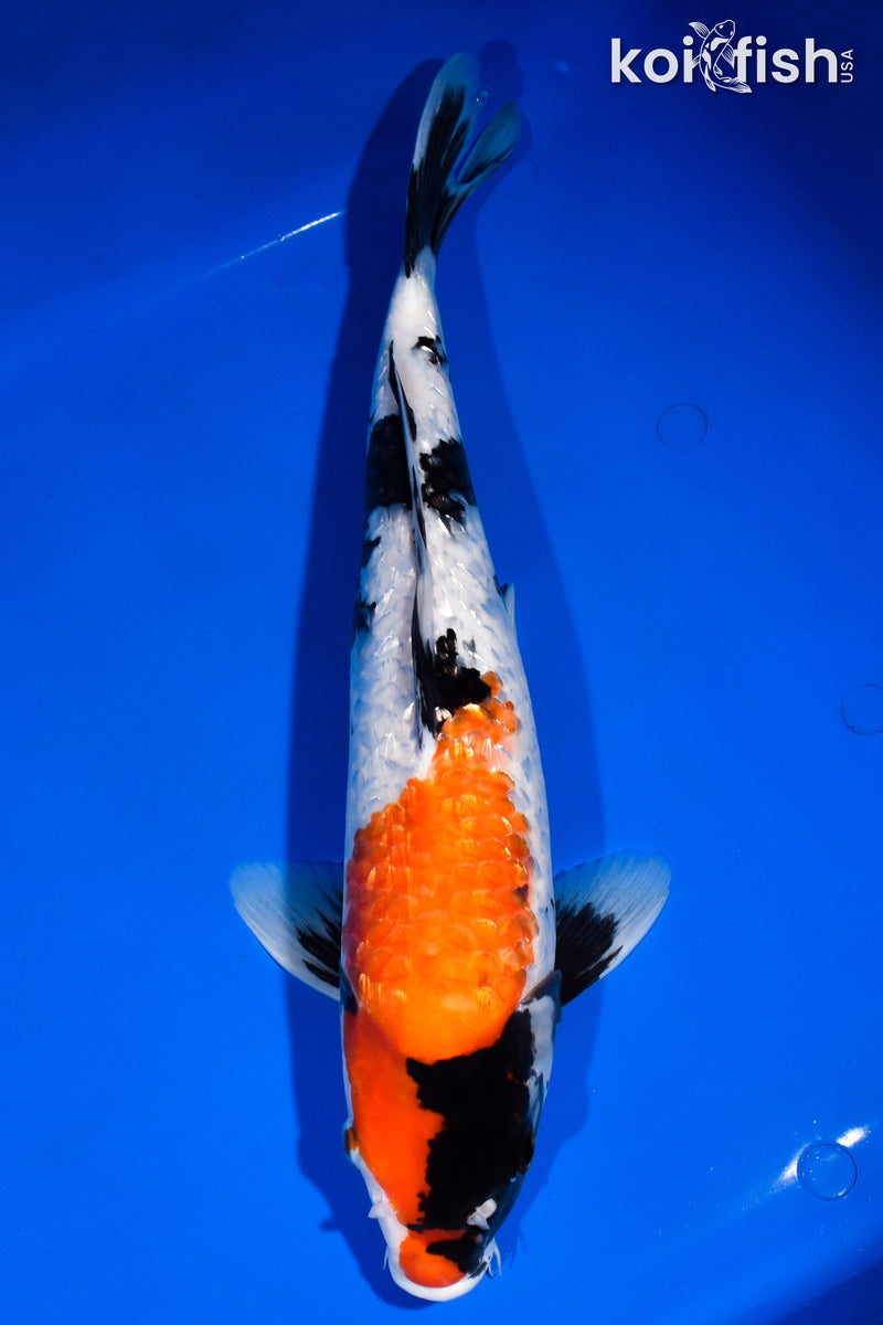 15.5" GINRIN SHOWA
