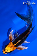 5.25' BENI GINGA BUTTERFLY