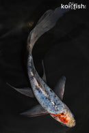 8" SHUBUNKIN GOLDFISH