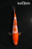 5" OCHIBA SHIGURE