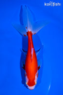 6" SARASDA WATONAI GOLDFISH