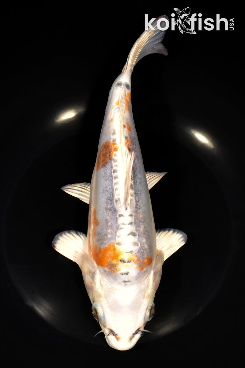 9" BENI KIKOKURYU