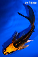 5.25" ORENJI MATSUBA BUTTERFLY