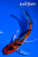 4" GINRIN YAMATO NISHIKI BUTTERFLY