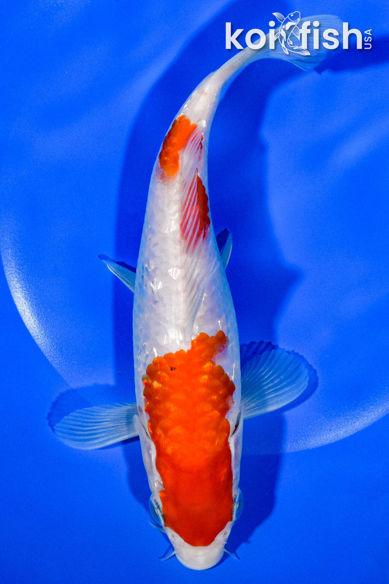 7" GINRIN KOHAKU