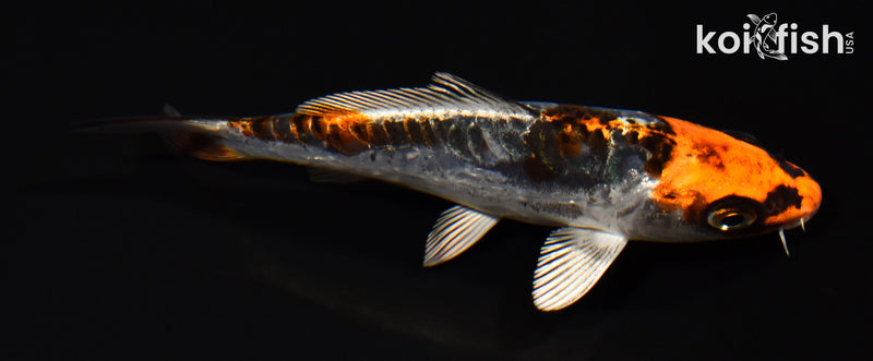5" BENI KIKOKURYU