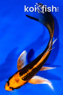 6" ORENJI MAATSUBA BUTTERFLY