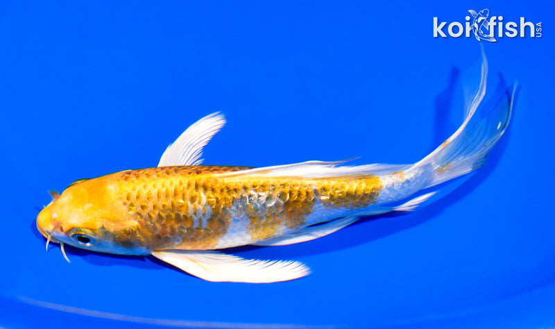 7.25" GINRIN KUJAKU BUTTERFLY