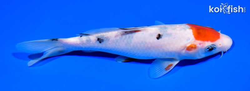 7.25" SANKE