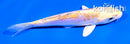 4" DOITSU LEMON HARIWAKE