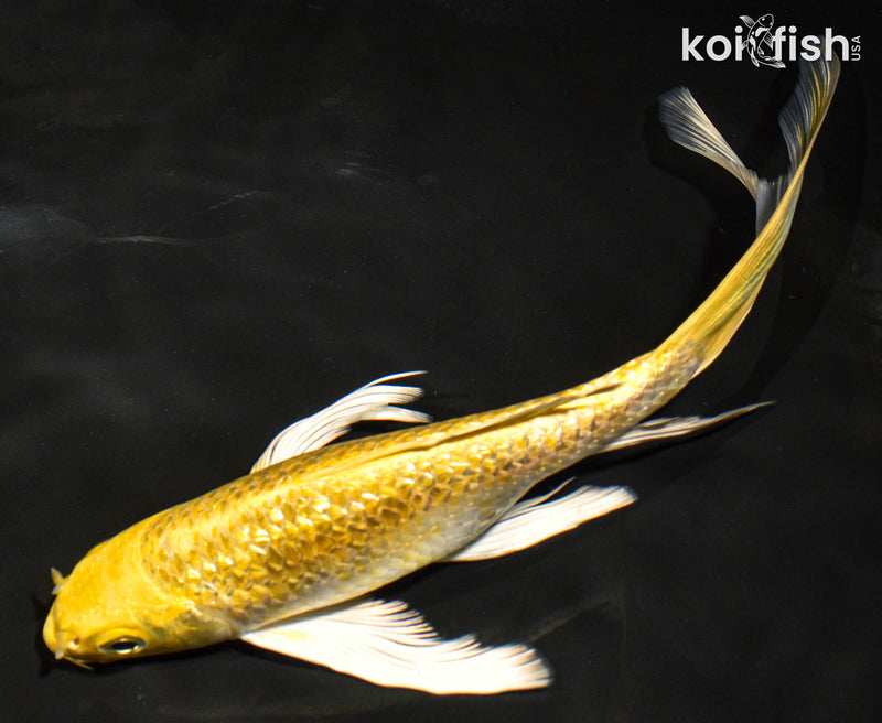 7.5" GINRIN YAMABUKI OGON BUTTERFLY