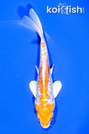 6.5" DOITSU HARIWAKE