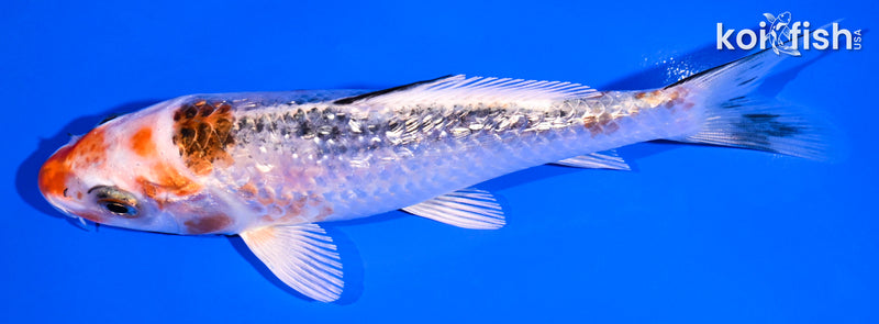 5.25' GINRIN KUJAKU
