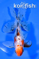 5.5" FANTAIL GOLDFISH