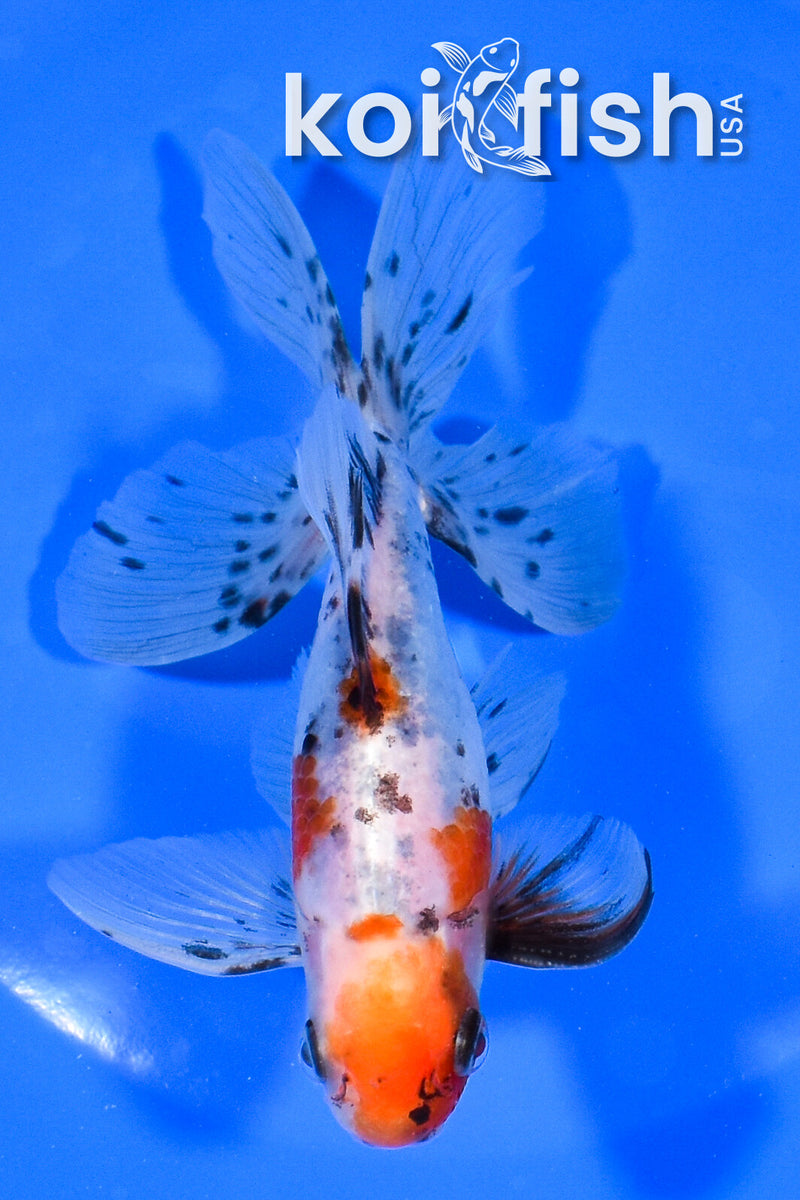 5.5" FANTAIL GOLDFISH