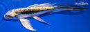 7.25" KIN KIKOKURYU BUTTERFLY