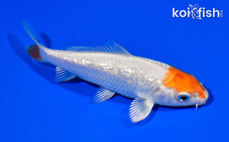 3.5" GINRIN TANCHO HARIWAKE