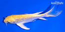 5.5" GINRIN YAMABUKI OGON BUTTERFLY