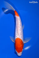 9.25" GINRIN KOHAKU