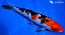 6.75" SANKE