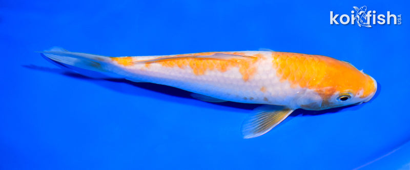 7.5" OCHIBA SHIGURE