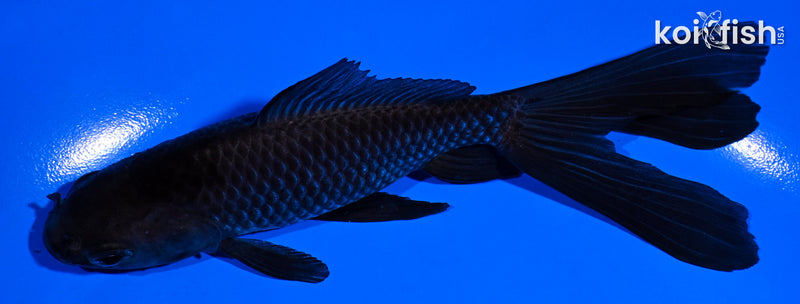 5.5" WATOANI GOLDFISH