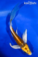 5" ARAGOKE KIN KIKOKURYU BUTTERFLY