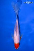 7.25" TANCHO SARASA COMET GOLDFISH