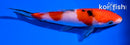 5.5" SANKE