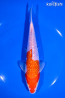 6.5" GINRIN KOHAKU