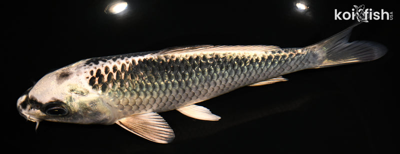 7.25" GINGA