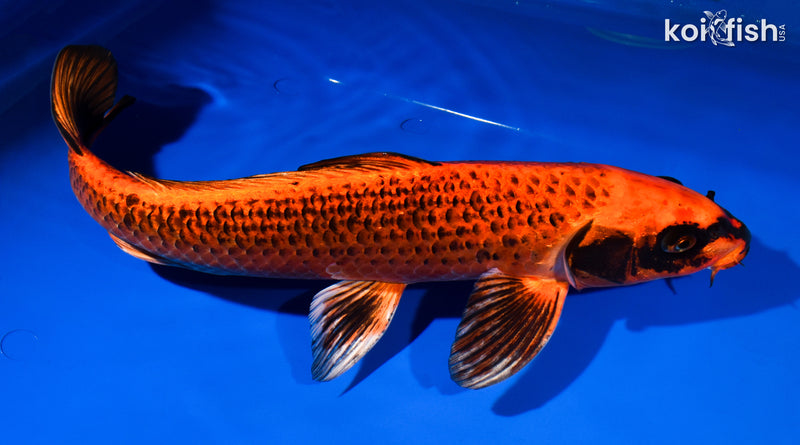 15.5" ORENJI MATSUBA