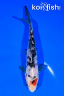 6" DOITSU SANKE
