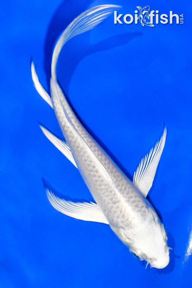 5" PLATINUM OGON BUTTERFLY