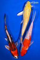 PACK OF (3) 6-7" STANDARD KOI