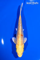 5" GINRIN YAMBUKI OGON