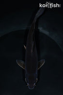 6.25" CHAGOI