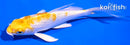 4.5" GINRIN LEMON HARIWAKE BUTTERFLY