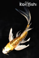 8.25" ARAGOKE KIN KIKOKURYU BUTTERFLY