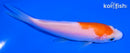 4.5" KOHAKU