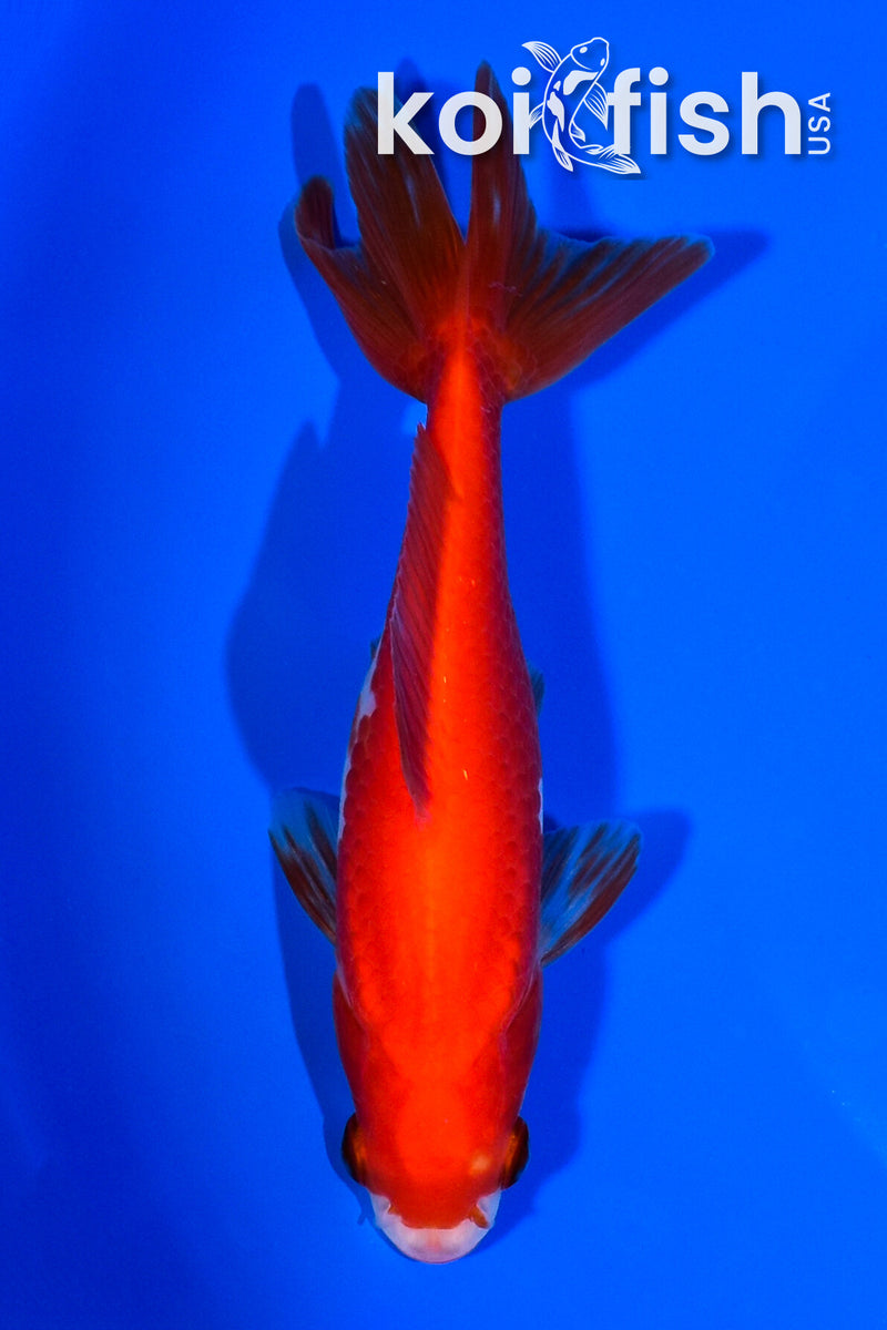 5.5" WAKIN GOLDFISH