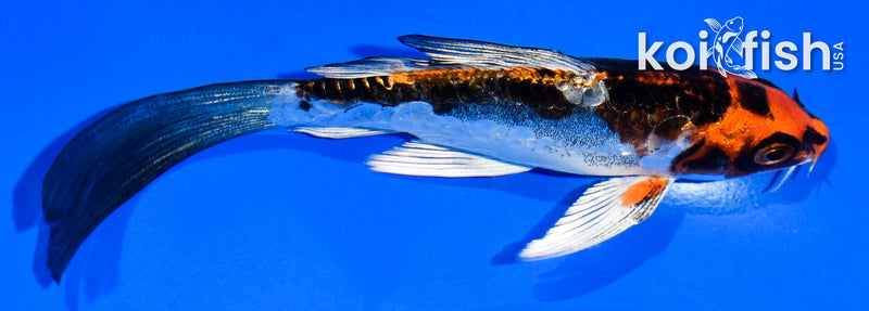 5.5" BENI KIKOKURYU BUTTERFLY