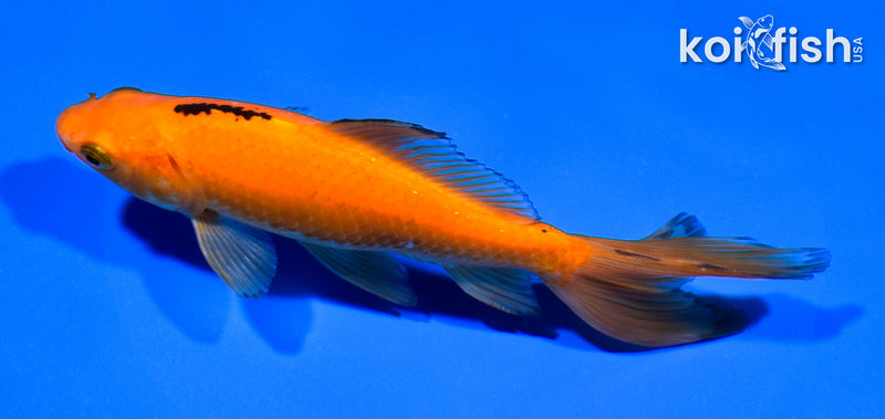 6" WAKIN GOLDFISH