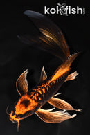 9" ORENJI MATSUBA BUTTERFLY