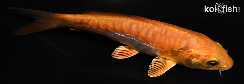 4.75" METALLIC OCHIBA SHIGURE