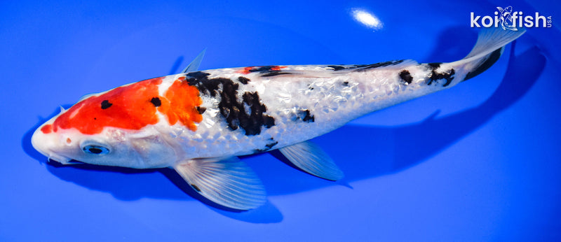 9.5" GINRIN SANKE